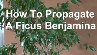 How to take Ficus Benjamina cuttings Propagate A Ficus Benjamina propagation [upl. by Einot]