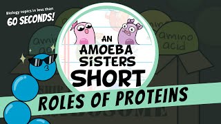 Roles of Proteins  Amoeba Sisters Shorts [upl. by Dupaix]