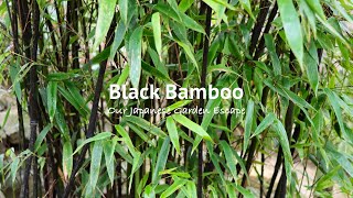 Black Bamboo  All You Need to Know  Our Japanese Garden Escape [upl. by Nayrb551]