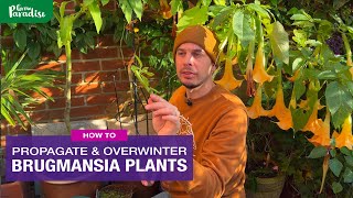 How to grow Brugmansia  A guide to cuttings amp winter protection [upl. by Hardden178]