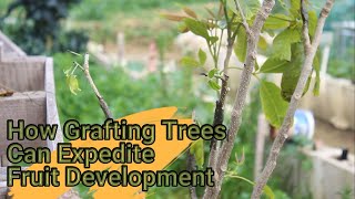 How Grafting Trees Can Expedite Fruit Development [upl. by Oetsira633]