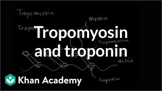 How tropomyosin and troponin regulate muscle contraction  NCLEXRN  Khan Academy [upl. by Nalyorf]