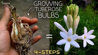 How to Grow Tuberose Flower Bulbs at Home WITH UPDATES [upl. by Evan927]