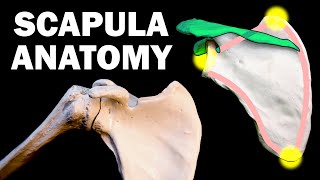 SCAPULA ANATOMY [upl. by Snahc745]