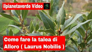 Come fare la talea di Alloro  Laurus Nobilis [upl. by Amr]