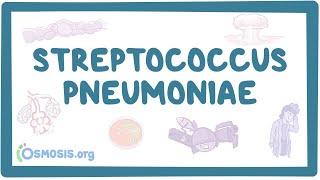 Streptococcus pneumoniae  an Osmosis Preview [upl. by Clevey645]