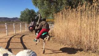 【South Africa】Ostrich Jockey Race [upl. by Nitsirc]