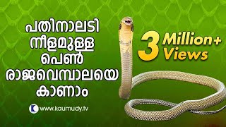 Vava Suresh Captures A large King Cobra  SNAKE MASTER [upl. by Tselec]