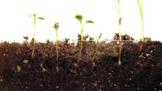 Time Lapse of Radish seeds  Grown in Soil [upl. by Nahte]