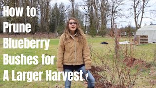 How to Prune a Blueberry Bush for a Larger Harvest [upl. by Oderf]