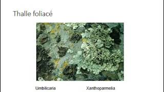 cours de biologie végétal thallophytes les lichens [upl. by Anoo631]