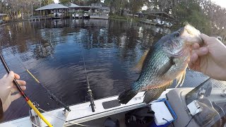 Huge Crappie  Florida River Fishing [upl. by Cowey630]