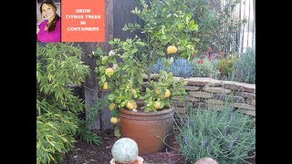 LEMON TREE CARE  GROW LEMON TREE  Meyer Lemon Tree in a Container 🌳CITRUS😀Shirley Bovshow [upl. by Nilkoorb]