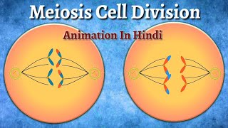 Meiosis Cell Division Animation In Hindi [upl. by Asi]