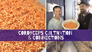 Cordyceps Cultivation amp Connections [upl. by Agn]