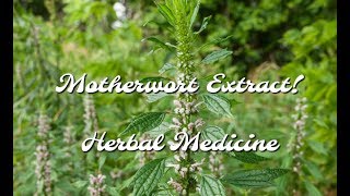 How To Make MOTHERWORT EXTRACT  Healing Herb [upl. by Nauqaj]