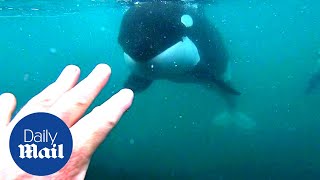 Incredible moment killer whales brush past swimmer in New Zealand [upl. by Mahan]