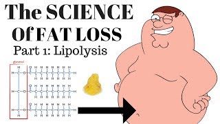 The SCIENCE of FAT LOSS Lipolysis [upl. by Gav396]