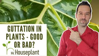 Guttation In Plants  Is It Good Or Bad For Your Plant [upl. by Enirehs]