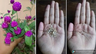 How to Collect VIABLE Gomphrena Seeds  Globe Amaranth Seeds  Gomphrena Plant  Harvest Seeds [upl. by Mohammed]