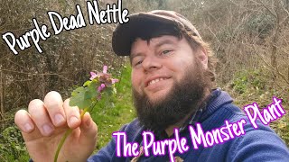 The Purple Dead Nettle Nutritional amp medicinal Wild Edible flower 🌸Lamium purpureum [upl. by Gleda]