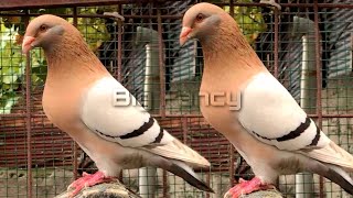 Best racing homer pigeon loft pigeon breeds process baby pigeon growth stages stap by step [upl. by Shreeves]