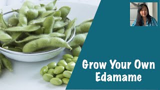 Grow Your Own Edamame Tohya [upl. by Nirra323]