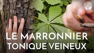 Ecorce et bourgeons de marronniers circulation sanguine [upl. by Ietta]