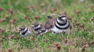 Killdeer Chicks Hatch Day 61116 [upl. by Elledoj786]