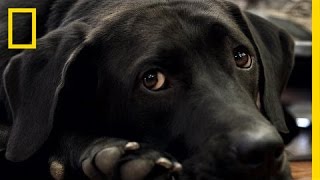 How Rescue Dogs Are Helping Veterans With PTSD  National Geographic [upl. by Auqenahs444]