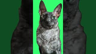 Cute Cat  Green Screen cat cats catsoftiktok greenscreen greenscreenvideo fyp [upl. by Ettenhoj]