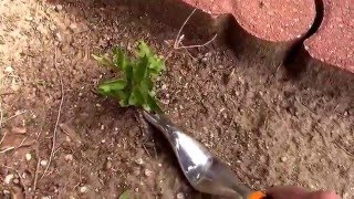 Fiskars Softouch Hand Weeder In Action Pulling A Small Elm Tree [upl. by Nylrahs]