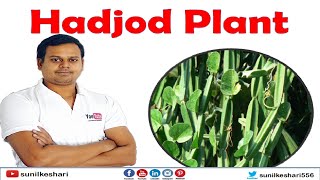 hadjod plant Cissus quadrangularis [upl. by Animrac]