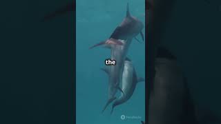 Dolphins Get High on Pufferfish 🐬facts horriblehistoriesspace youtubeshorts historymarinelife [upl. by Aicxela369]