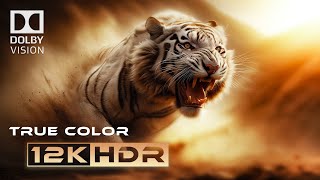 Deeper Black  HDR 60fps 8k  Dolby Vision [upl. by Yevol]