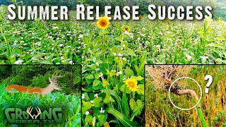 Summer Release Food Plot Blend Success 643 [upl. by Encratia49]