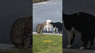 “Get yo goof ass back” Hood Animal VoiceOver😂🐈‍⬛🐶 [upl. by Enirolf461]