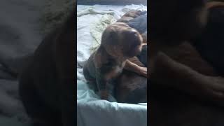 Cutest bloodhound puppy howling [upl. by Anaidiriv]