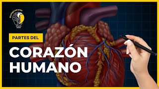 PARTES DEL CORAZÓN HUMANO ❤❤ [upl. by Tecil]