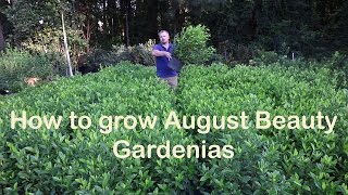 How to grow August Beauty Gardenia with a detailed description [upl. by Kerwinn]