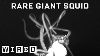 Scientist Explains How She Captured Rare Giant Squid Footage  WIRED [upl. by Carlye]