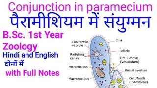 Conjugation in paramecium। reproduction in paramecium। Conjugation paramecium । paramecium [upl. by Yrad]