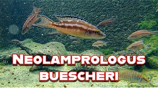 Neolamprologus buescheri Mbita [upl. by Alrahc]