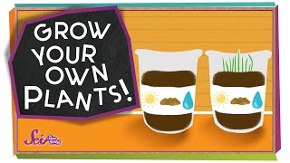 Grow Your Own Plants  sciencegoals [upl. by Fiann198]