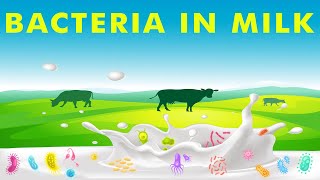 Bacteria in milk [upl. by Powel945]