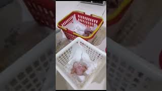 HANDFEED MACAW BABIES [upl. by Jalbert233]