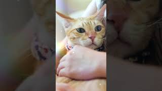 Cats Purring Has Healing Properties [upl. by Walton]