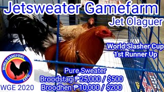 World Gamefowl Expo 2020 Jetsweater Gamefarm Jet Olaguer [upl. by Aerbua]