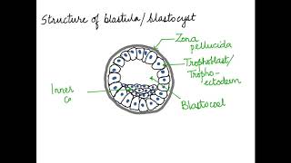 HOW TO DRAW THE BLASTULABLASTOCYST CH 3 CBSEISCNEET 12 [upl. by Ware]