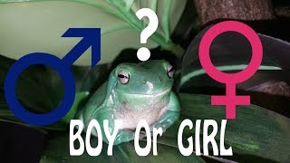 How To Determine the Gender of a Whites Tree Frog [upl. by Inig]